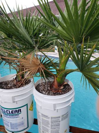 Photo California Palm Tree 15 gallon cold tolerant 125.00 each $125