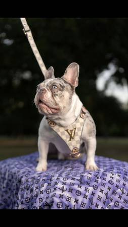 Frenchie stud service $1,000
