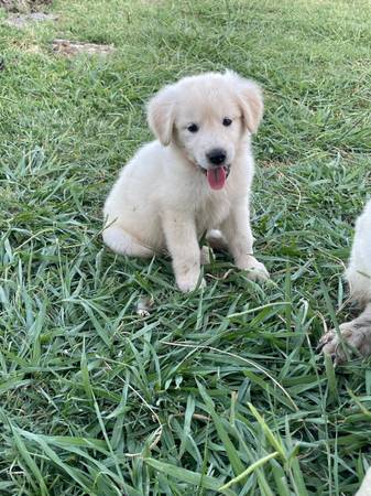 Great white Pyrenees $150