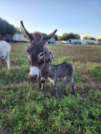 Photo Miniature Jenny donkey and her baby $1,200