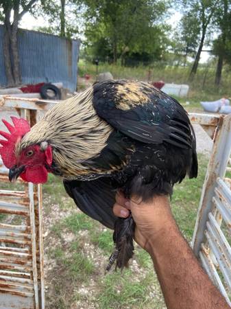 Photo butcher size roosters 30 to choose from $9