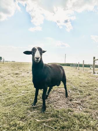 Photo Katahdin Ram $150
