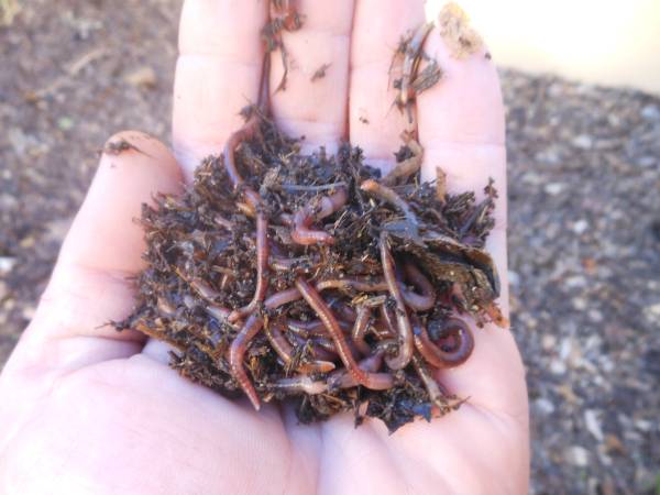 Photo Red Wigglers- Compost Worms BEST PRICE $10