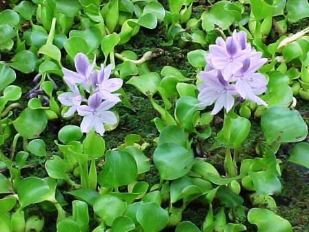 Photo Water Hyacinth Pond Plants BEST NATURAL POND FILTER Koi Fish Goldfish $5