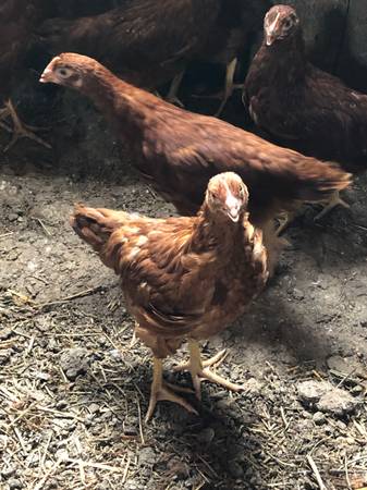 Photo Young Rhode Island Red Chickens $12