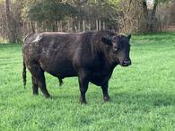 2.5 Year Old Angus Bull $1,800 