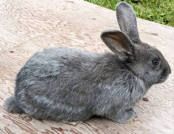 Photo Silver Fox rabbits $50