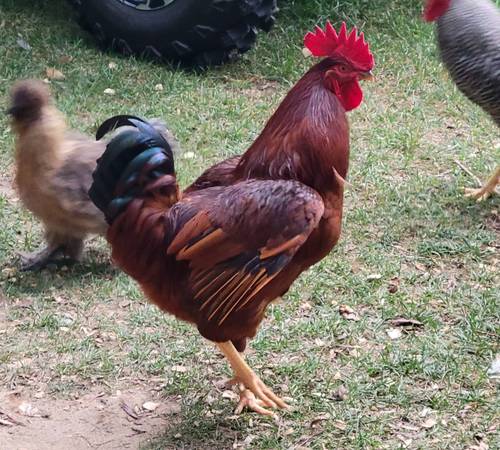 Photo Free Rhode Island Red Rooster