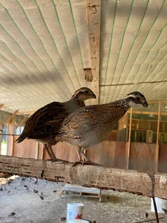 Bobwhite Quail For Sale $6 | Sports Goods For Sale | Eastern North