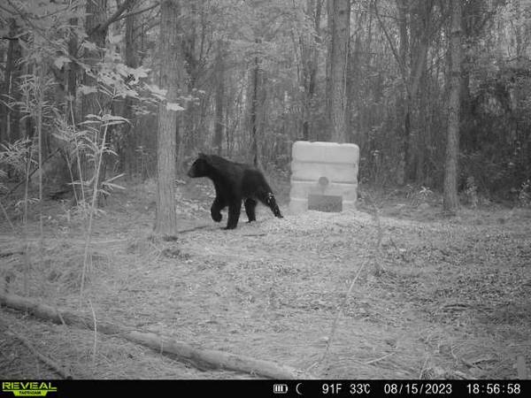 Looking a Bear Hunting lease in Eastern NC $12,345