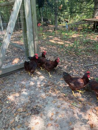 Photo Rhode Island Red Roosters $25