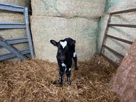 Healthy Bottle Calves: Brahma Bulls $475 | Garden Items For Sale ...