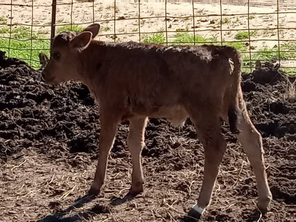 Beef X jersey bull calves $200 | Garden Items For Sale | Eastern Texas ...