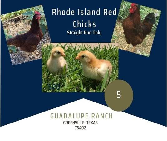 Photo Purebred Rhode Island Red Chicks $5
