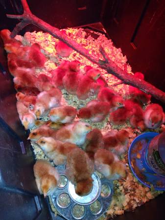 Photo Rhode Island red chicks $5