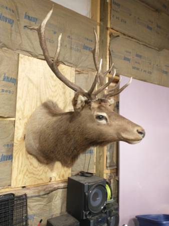 Photo Elk shoulder mount $250