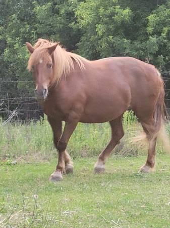 Photo Registered Canadian iron horse $3,500