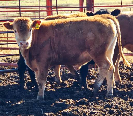 Fullblood Akaushi Red Wagyu Bull $5,000 