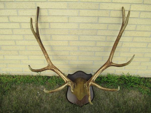 Photo Vintage Elk Antler Mount $300