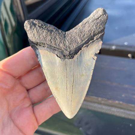Real Fossils found firsthand in North Carolina, Extinct Whale VertebraeBonesMe $1,234
