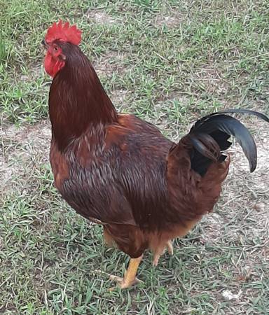 Photo 5 month old full blooded Rhode Island Red rooster