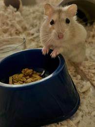 Hamsters for Sale: Dwarf Djungarian Hamsters for Sale