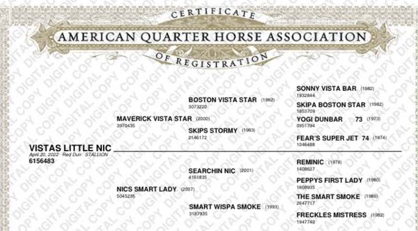 Photo AQHA Reining or Cowhorse prospect $8,500
