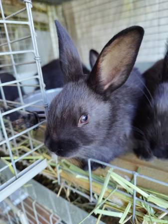 Photo Silver Fox bunniesrabbits $35