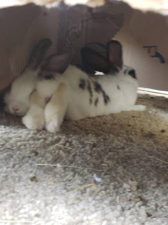 Baby Bunny Rabbits available for Rehoming Now (Port Charlotte) $25