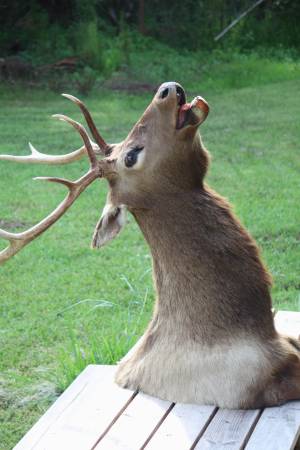 Photo Elk Mount Taxidermy $750