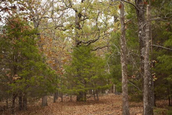 Photo 1 12 Acres Treed land great for hunting and playing easy terms $53,500