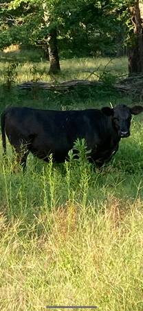 Black angus 2 year old small frame heifer cow $1,200