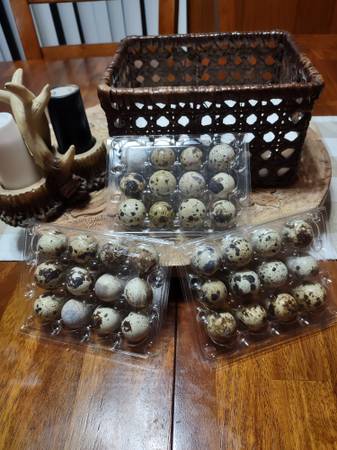 Jumbo brown coturnix quail hatching eggs $6 | Garden Items For Sale