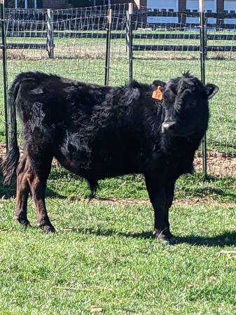Photo A2A2 Jersey Bull, 36, Black, 14 Mo Old $1,600