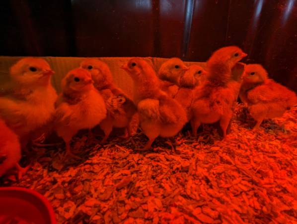 Photo Rhode Island Red Chicks $6