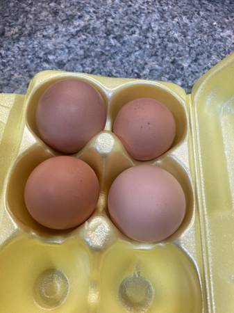 Photo Rhode island red hatching eggs $10