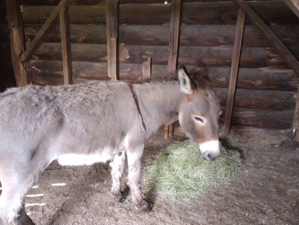 Photo Miniature Donkey $700