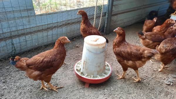 Photo Rhode Island Red Pullets $17