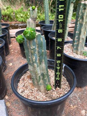 Photo San Pedro Cactus $30