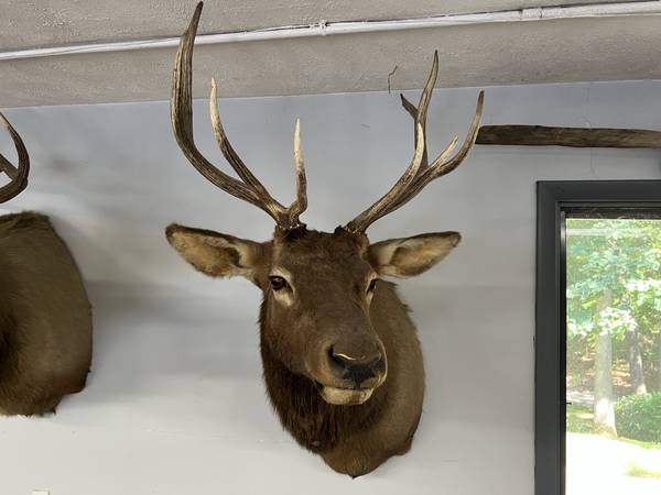Photo 10 Point Elk Should mount  taxidermy $400