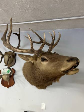 Photo 10 Point Elk Should mount  taxidermy $500