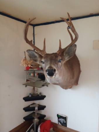 Photo Whitetail deer mount $250