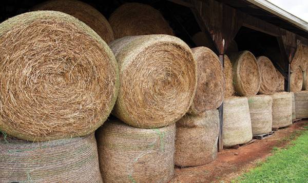 Photo Premium Horse Quality Round Bale Hay - Pickup or Delivery Available $50