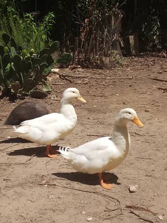 (2) Large, 1-yr-old Pekin Ducks $30