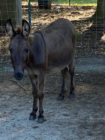 Photo Miniature Jenny donkey 35 $1,500
