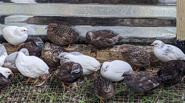 Photo button quail, Chinese painted, king quail adult breeders eggs and chicks availab $15