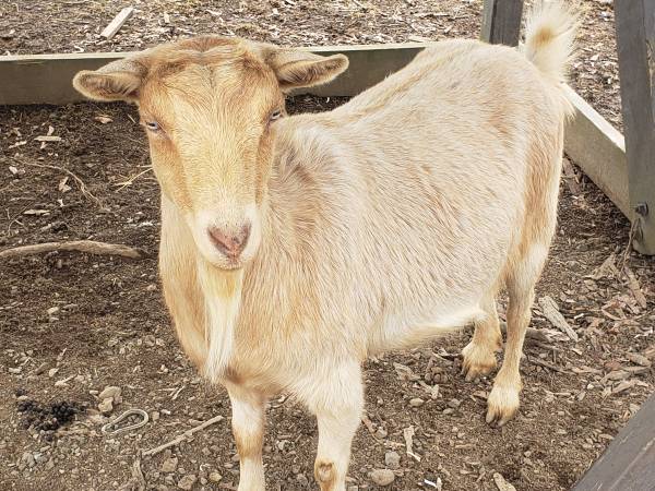 Alpine Nigerian dwarf cross $250 | Garden Items For Sale | Harrisburg