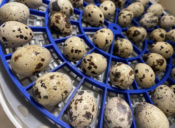 Coturnix quail eggs $4 | Garden Items For Sale | Harrisburg, PA | Shoppok