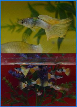 Moscow Half Pink Yellow guppies Tropical Aquarium Fish $15