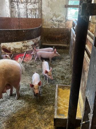 Photo Piglets for Sale $125